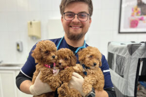 pet illness signs, pet health tips, vet in Kuwait