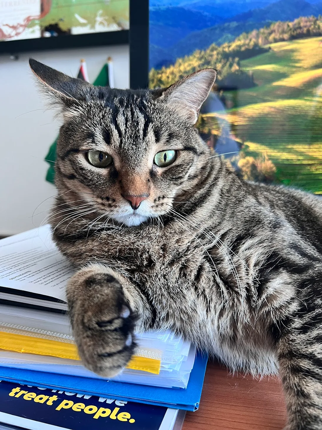 Customer review photo