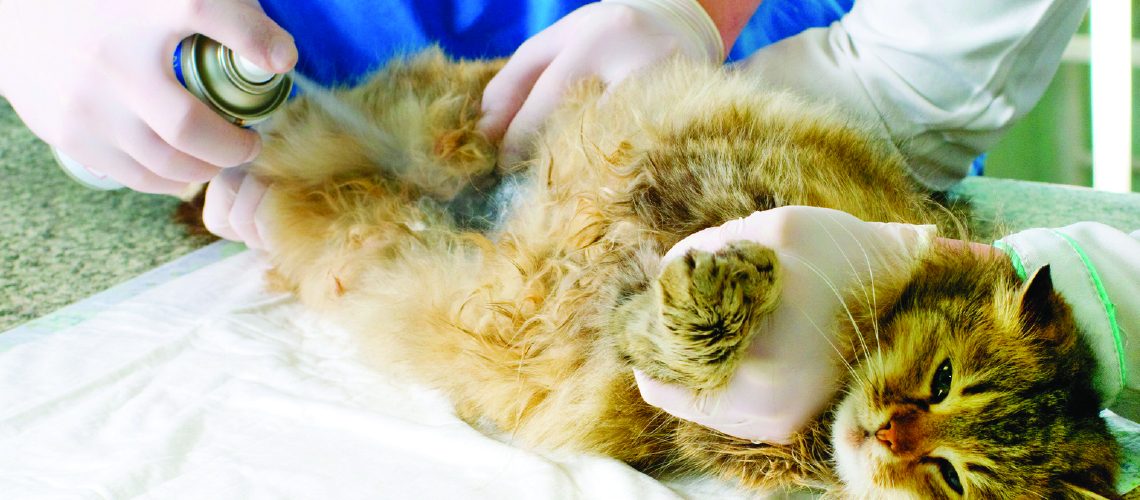 Feline Lower Urinary Tract Disease In Cats